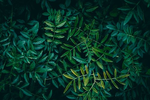 Free Close-up view of lush green leaves providing a natural summer texture. Stock Photo