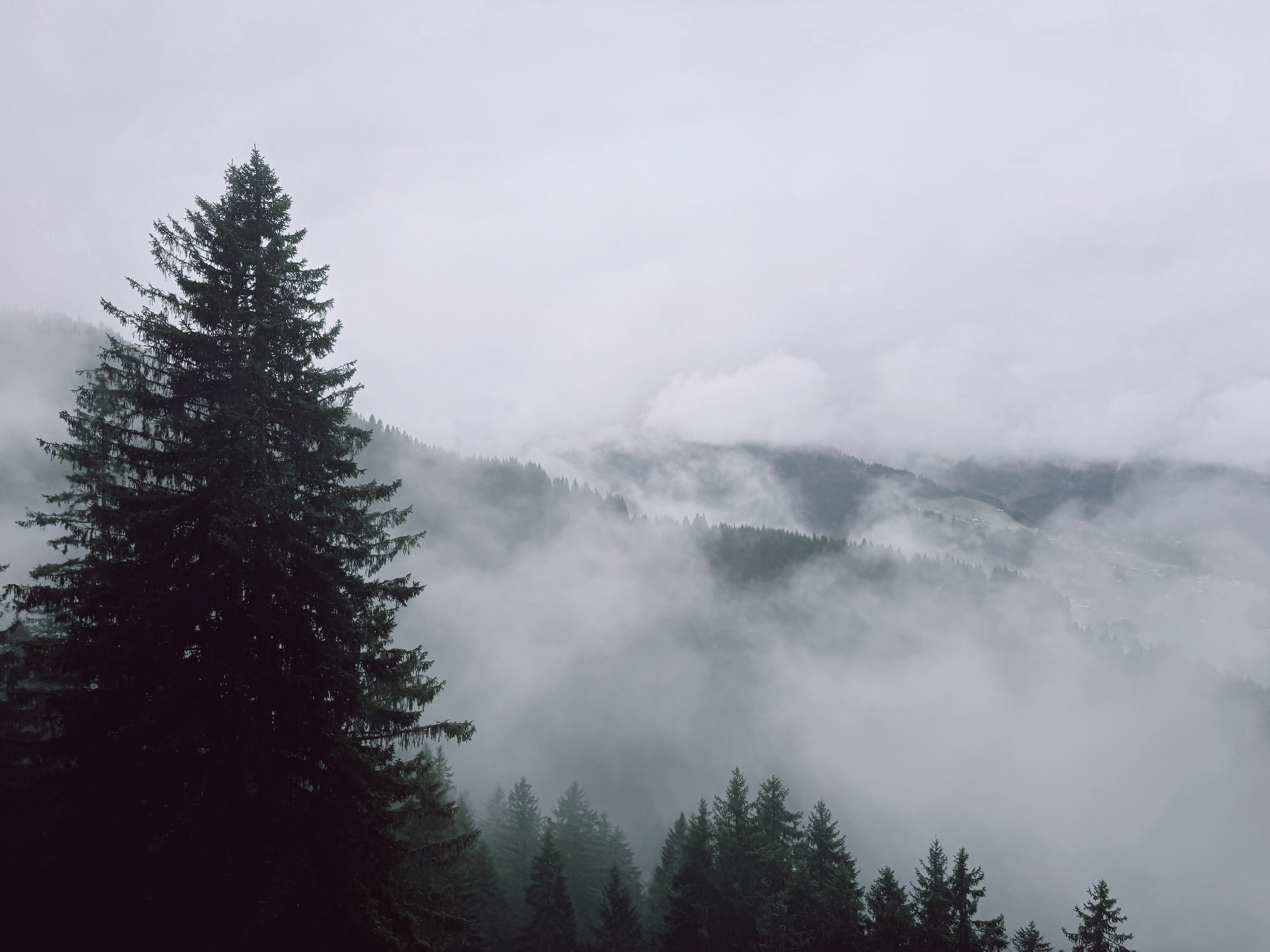 Misty Forest Landscape with Pine Trees · Free Stock Photo