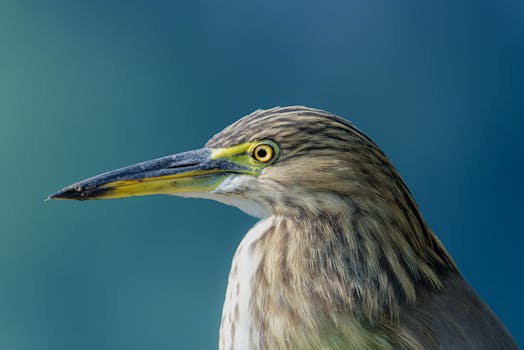 Detailed close-up of an Indian Pond Heron (Ardeola grayii) photographed in Kolkata, India.