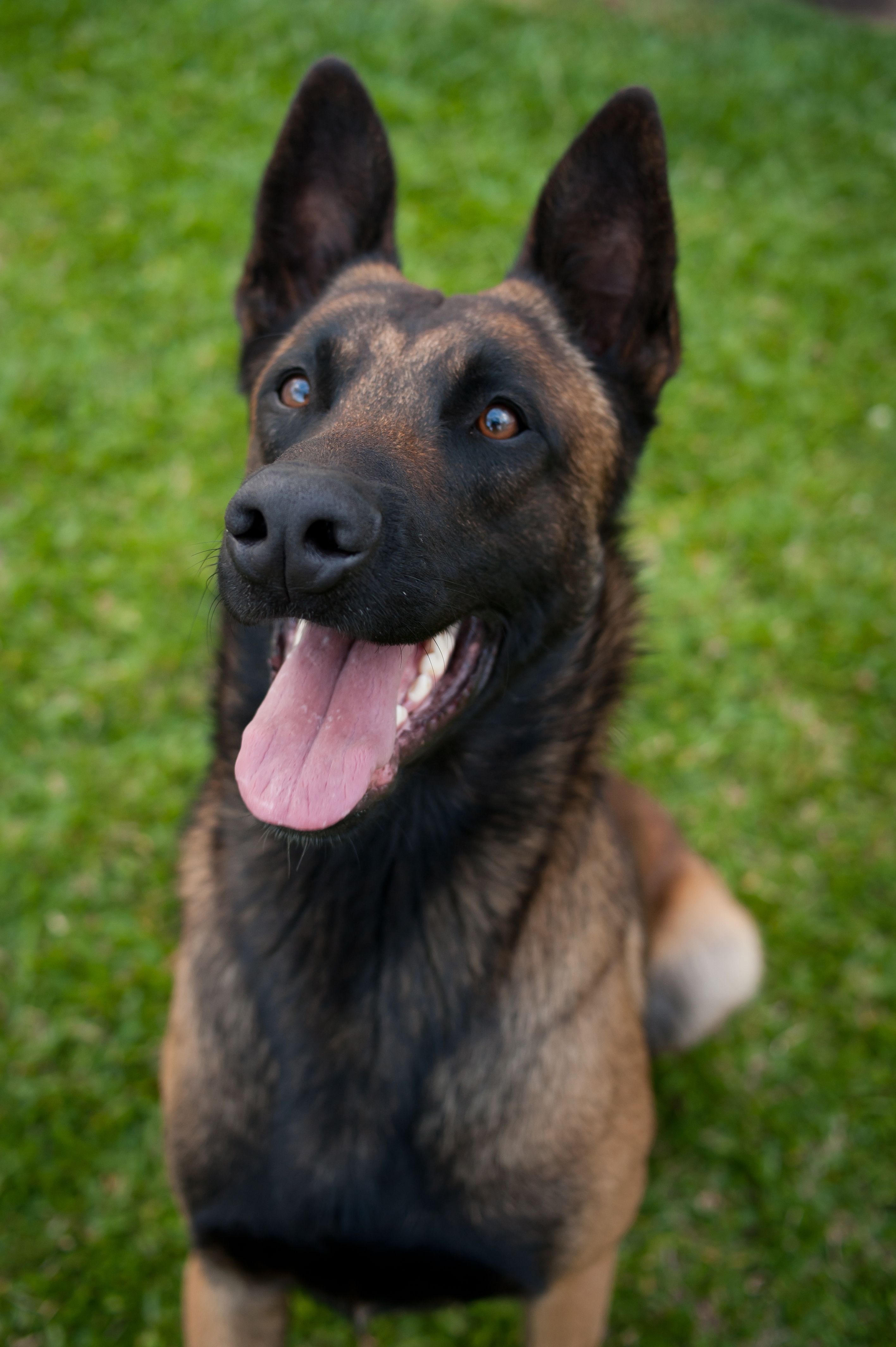 Belgian Malinois custom pet portrait preview