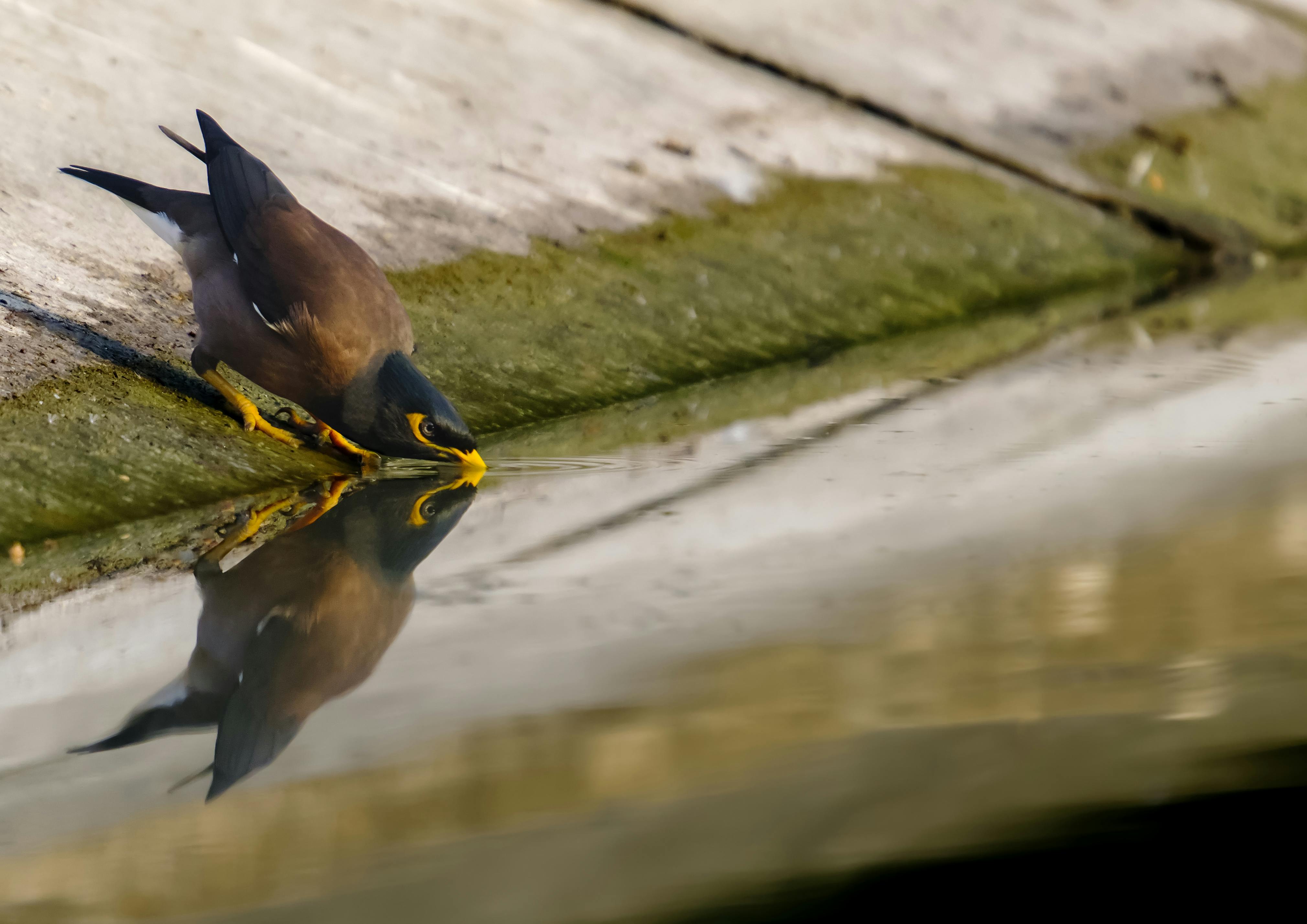 Gratis Una Maina comune (Acridotheres tristis) che beve acqua, splendidamente riflessa, Kolkata. Foto a disposizione