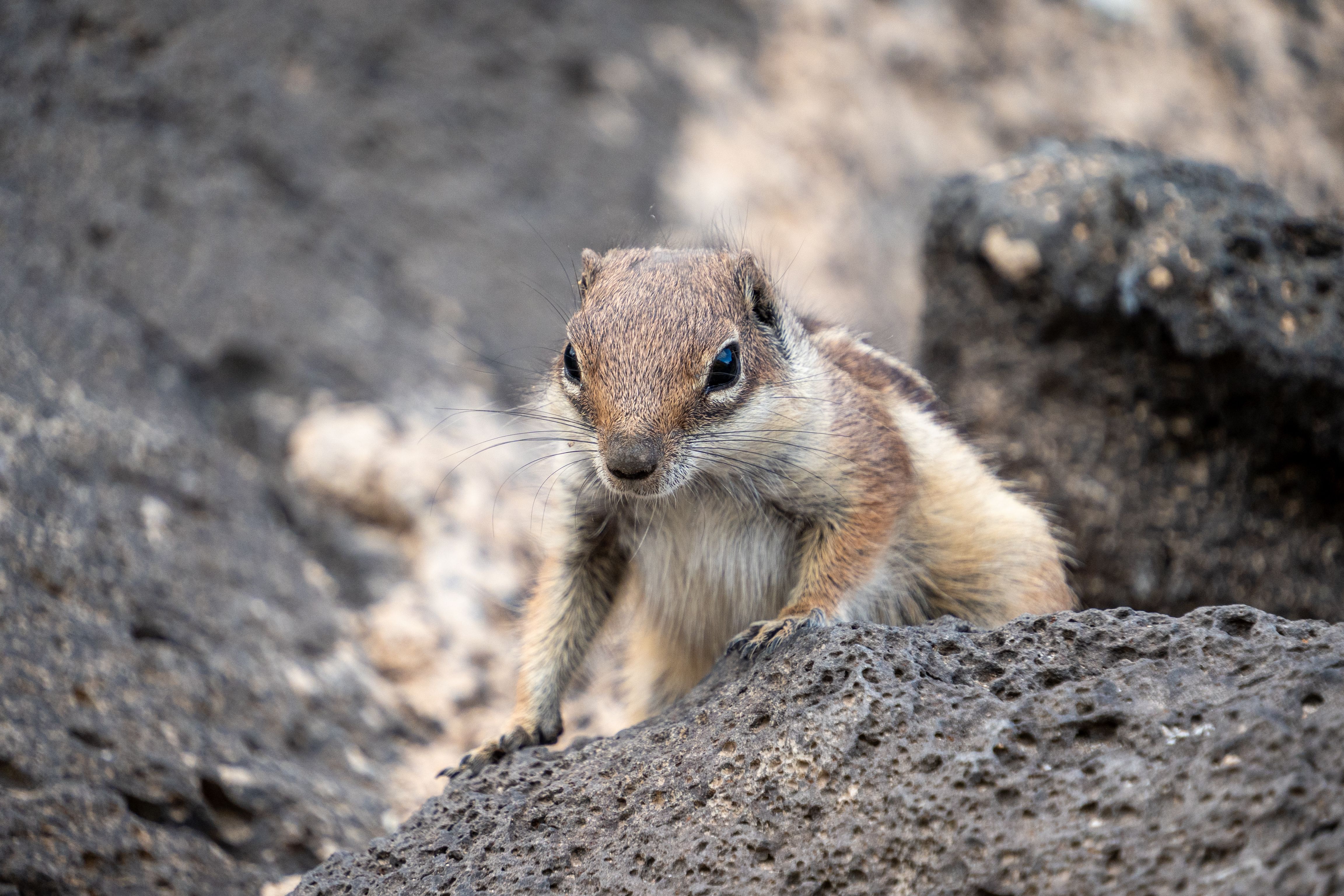 A ground squirrel perched on rugged rock in a natural outdoor setting.