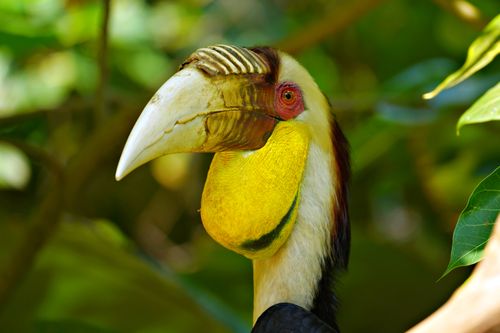 Free Vibrant close-up of a wreathed hornbill in lush greenery, showcasing striking colors. Stock Photo