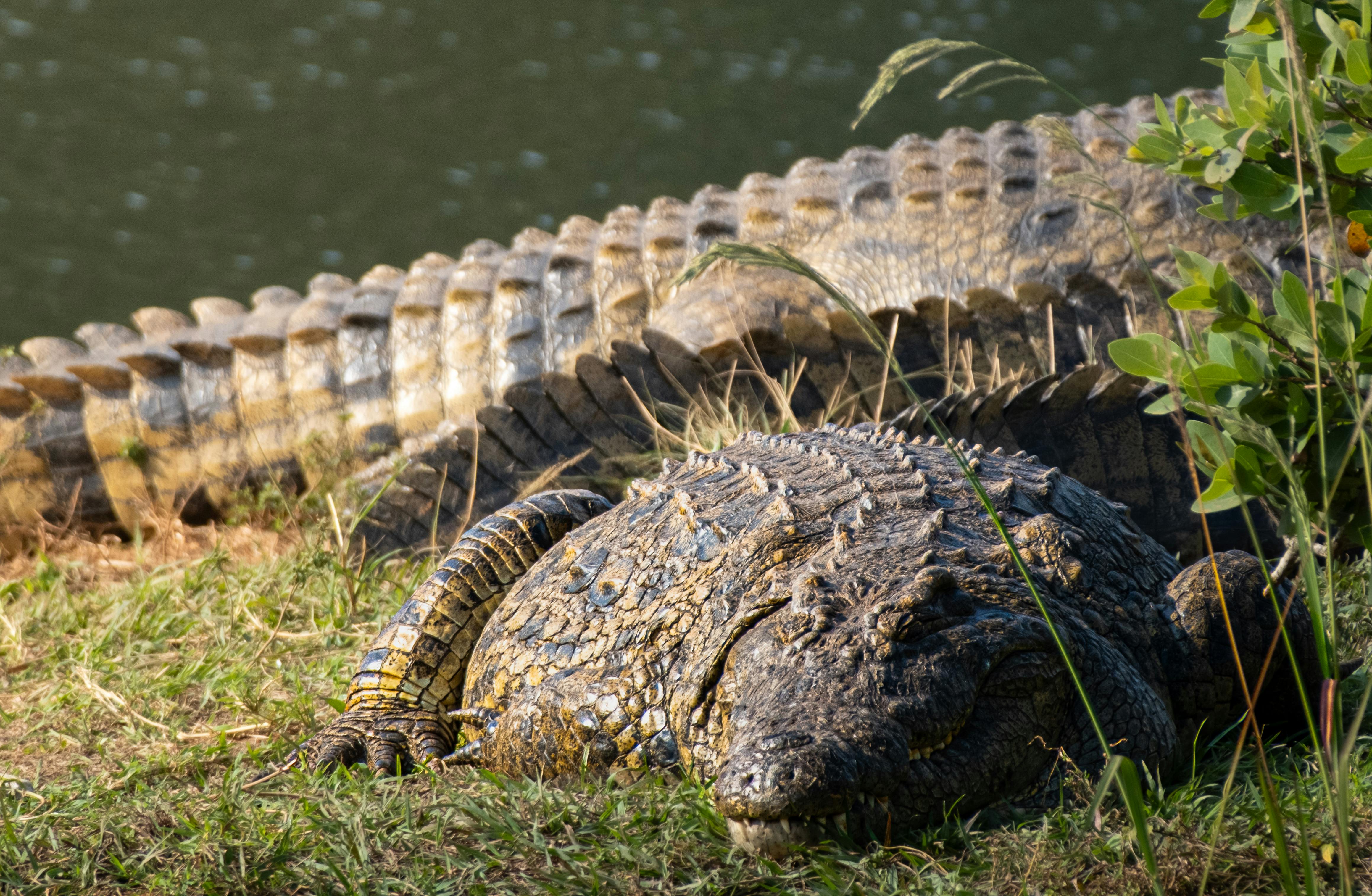 Crocodiles resting on grassy riverbank under bright sun, showcasing textured scales.