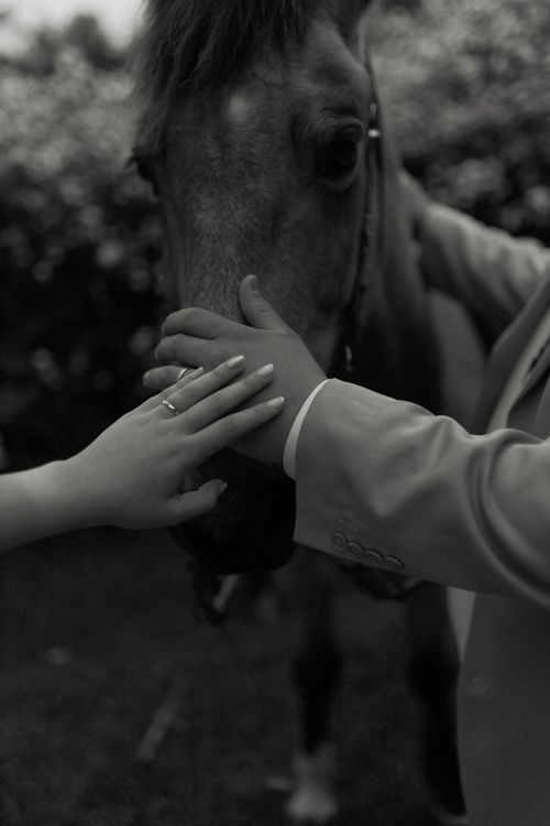 Free Monochrome image of human hands touching a horse, symbolizing human-animal bond. Stock Photo