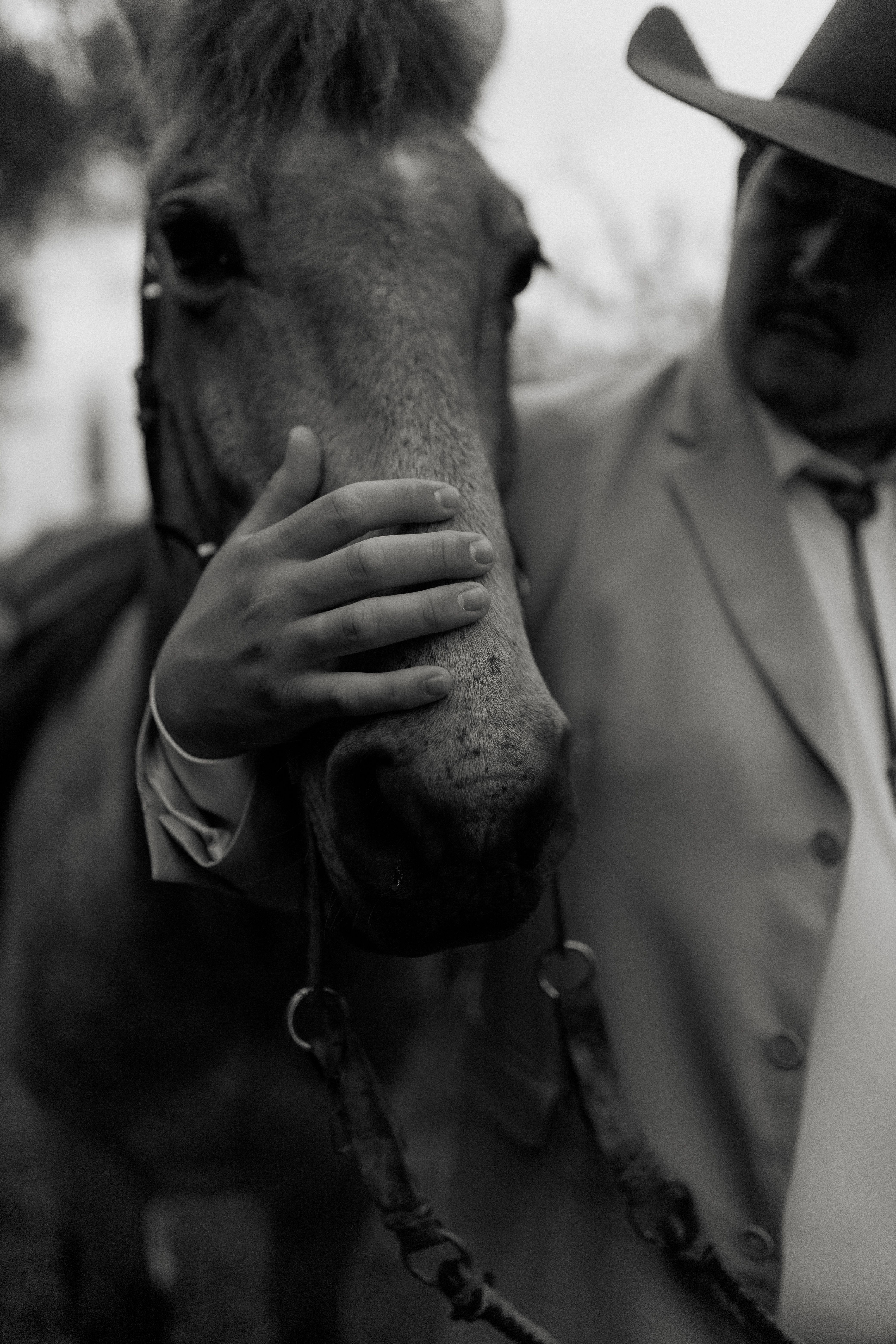 Horswe Ridign Ridign Horse Photos, Download The BEST Free Ridign Horse Stock Photos ...