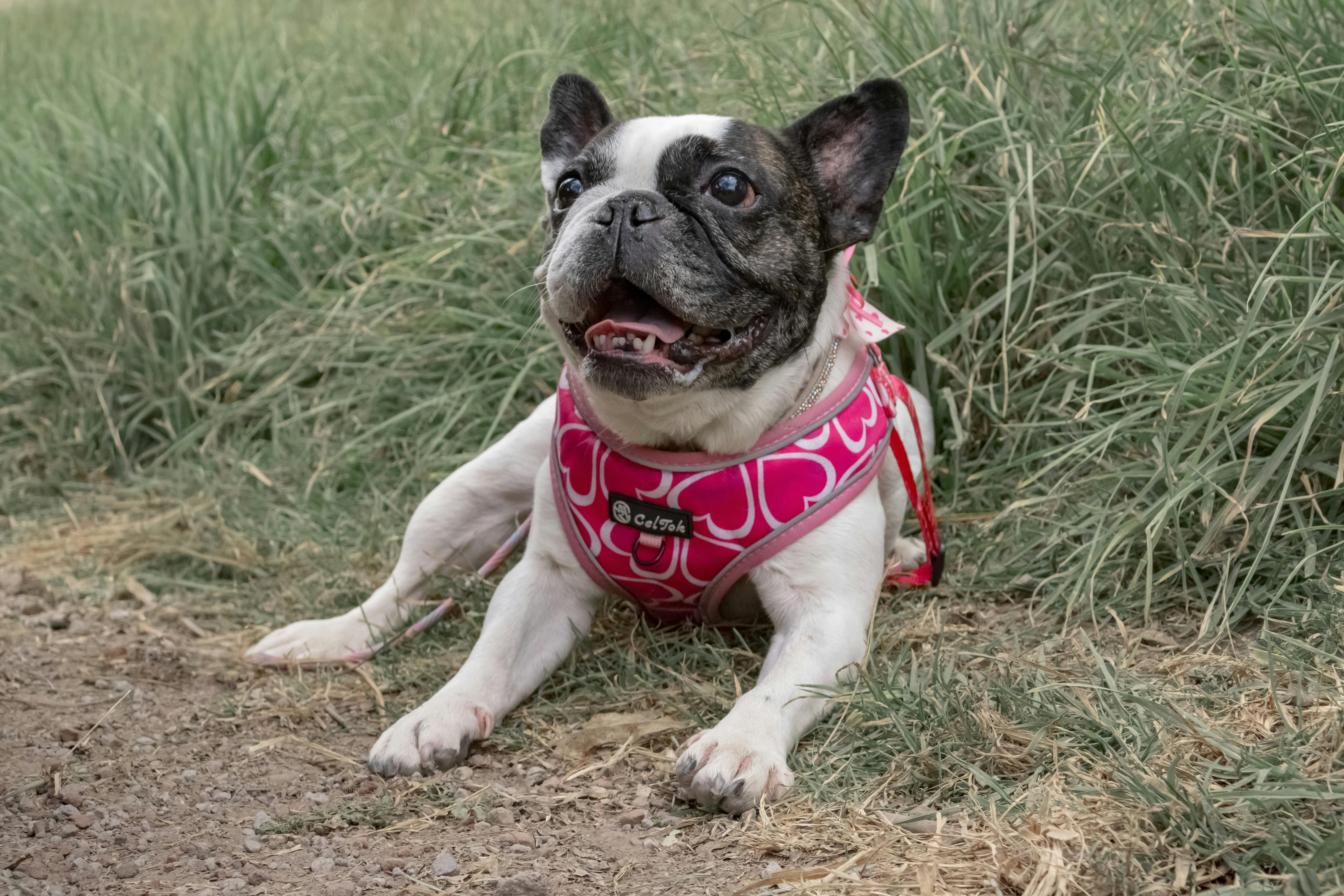 Image - Https Www Pexels Com Search Chamonix French Alps