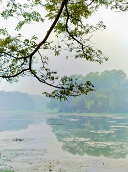 Captivating winter scene of water lilies and fog at a tranquil lake, evoking a soothing and natural aesthetic.