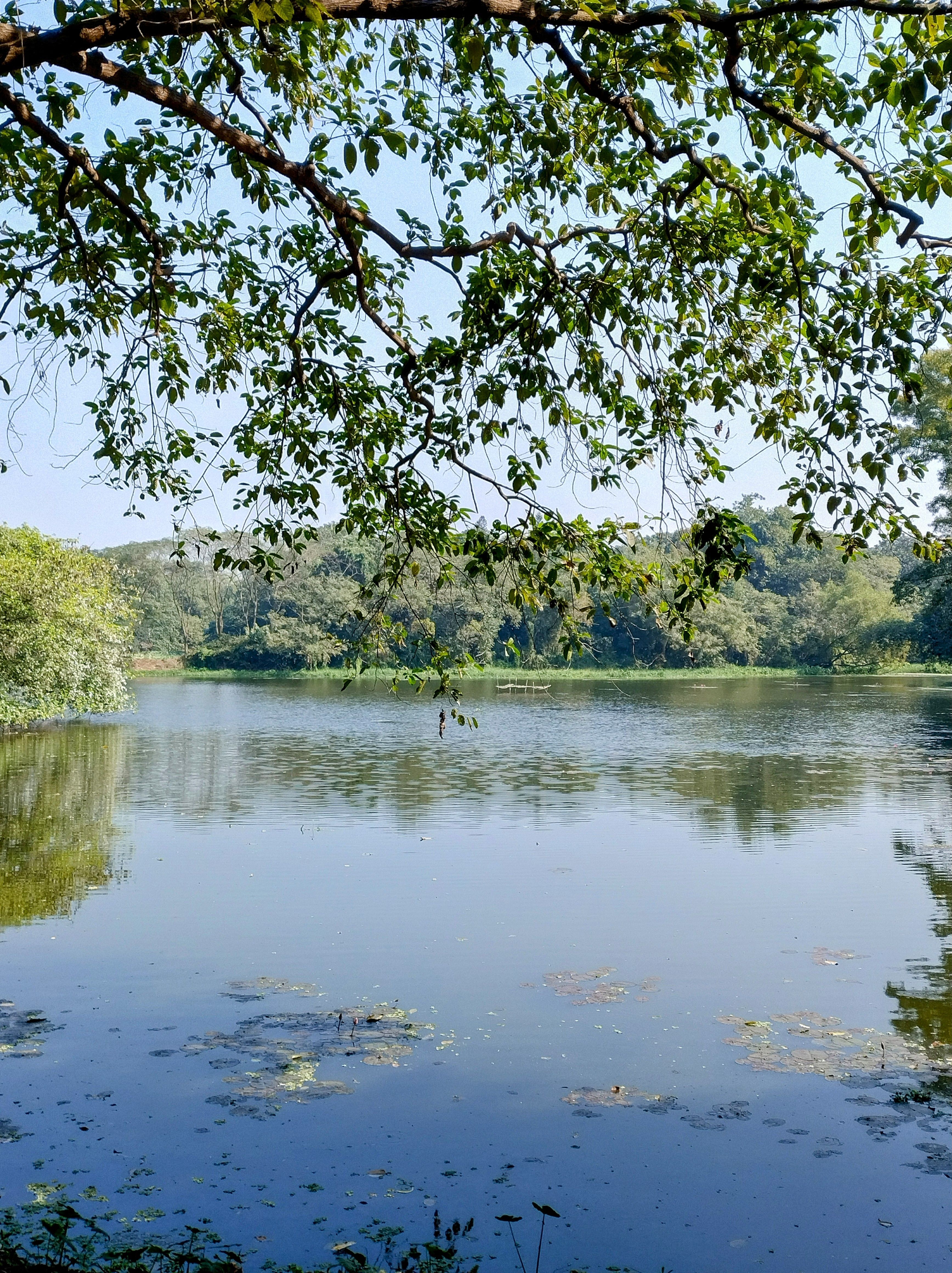 Tranquil Lake Surrounded by Lush Greenery · Free Stock Photo