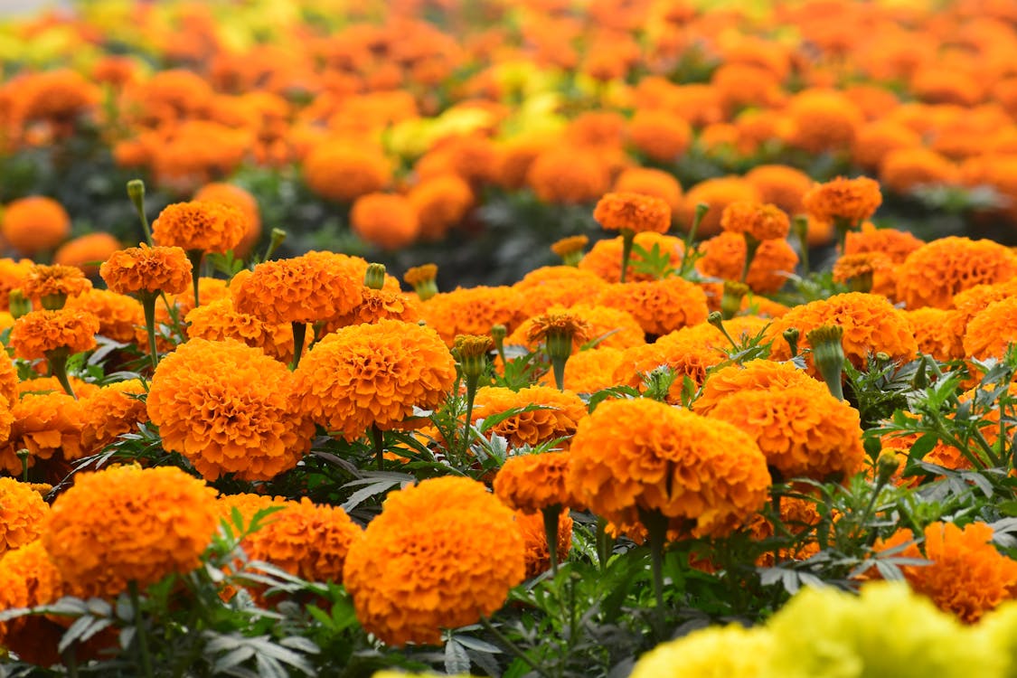 Orange Flowers With Green Leaves · Free Stock Photo