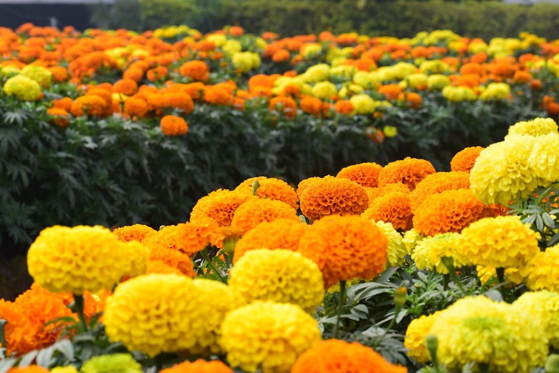 Free Selective Focus Photo of Flowers Stock Photo