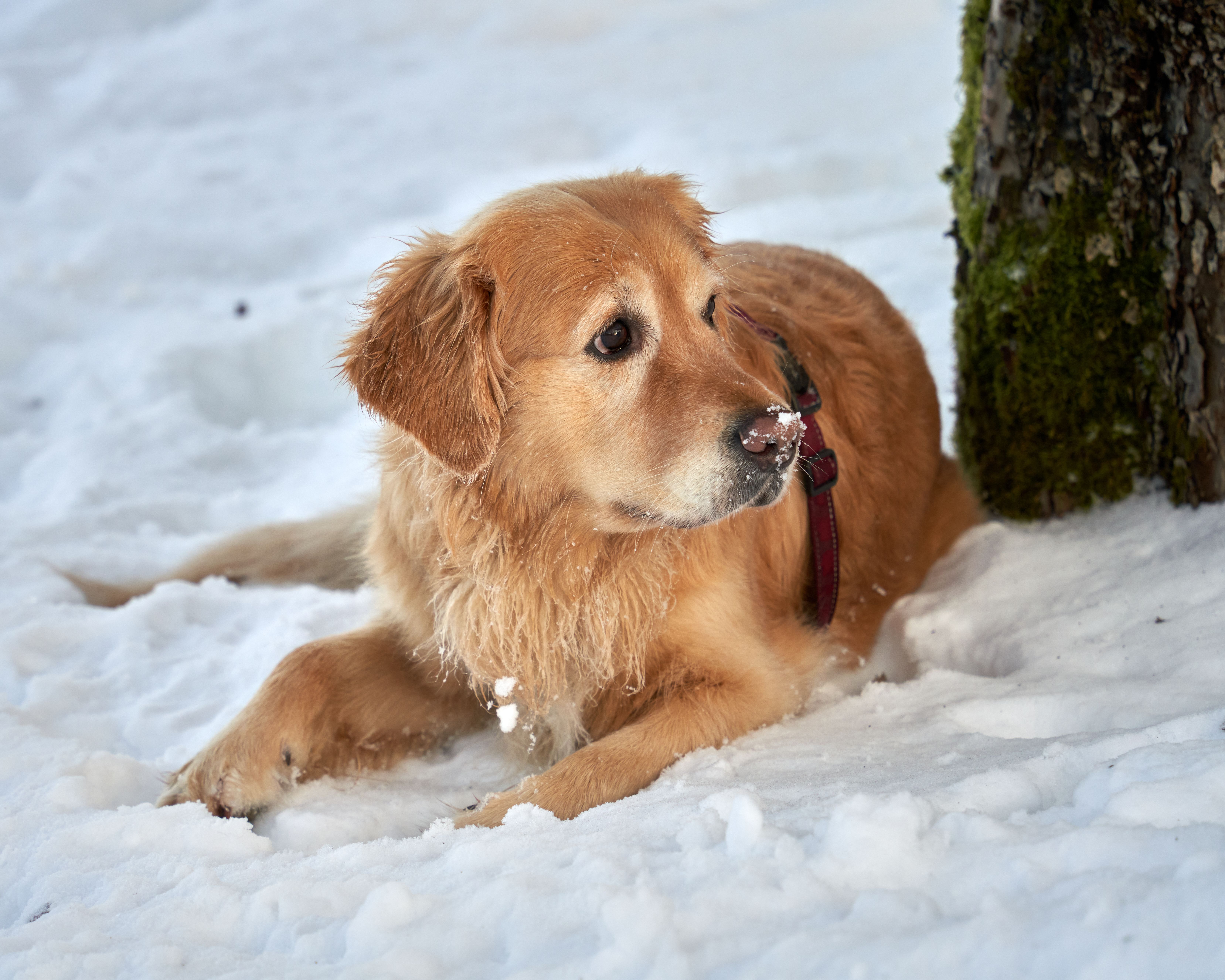 A golden retriever enjoying the snowy landscape in Oslo, Norway during winter.