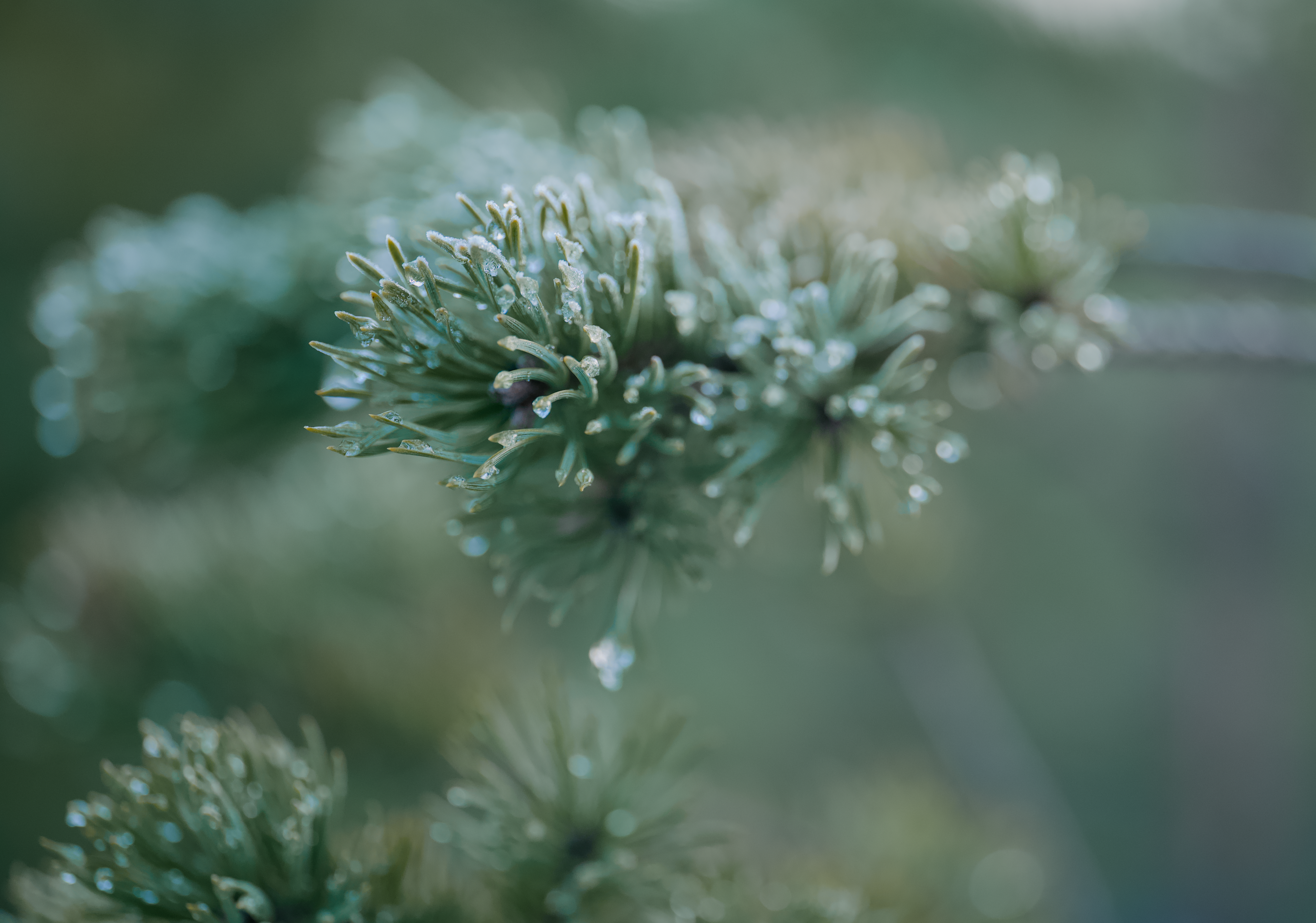 Frost-covered Pine Needles in Winter Close-up · Free Stock Photo