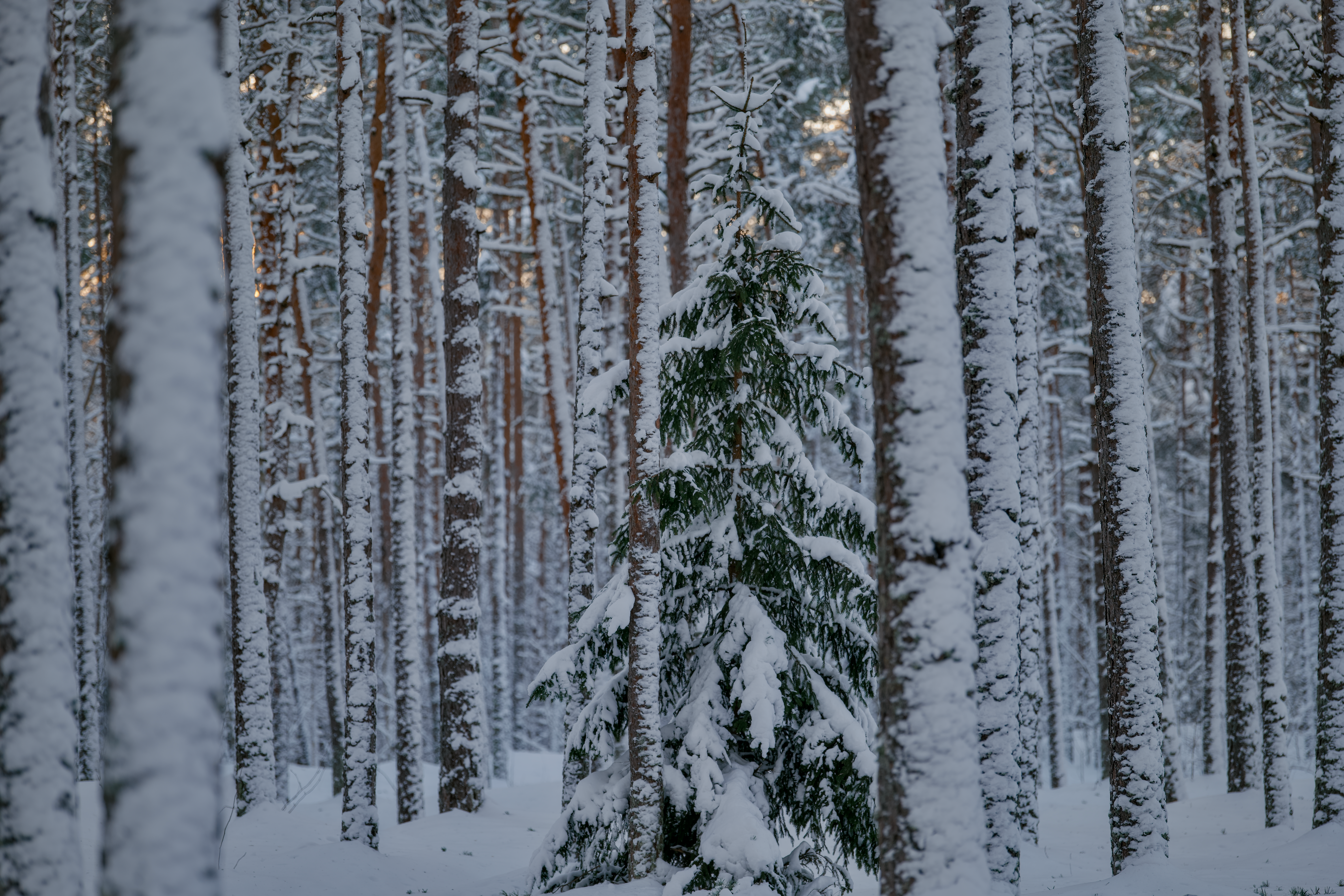 Snow-Covered Pine Forest in Winter Season · Free Stock Photo