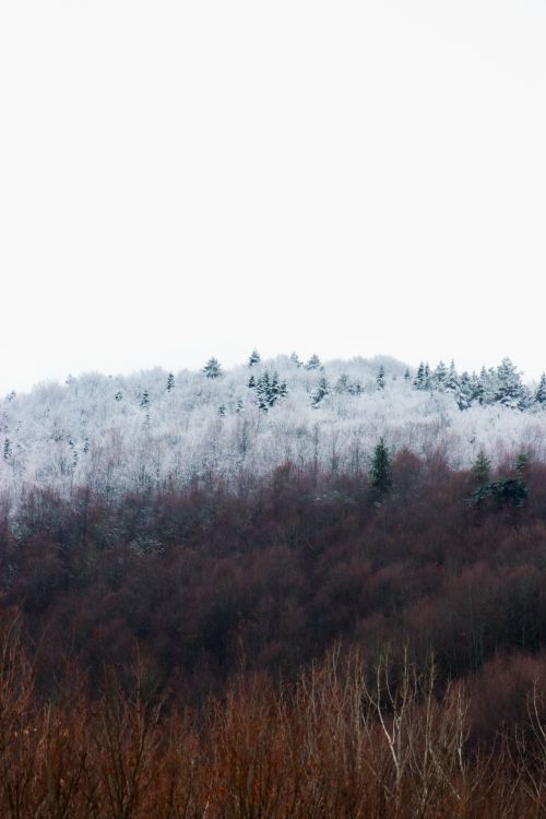 Free A peaceful winter forest scene with snow-covered trees under a gray sky. Stock Photo