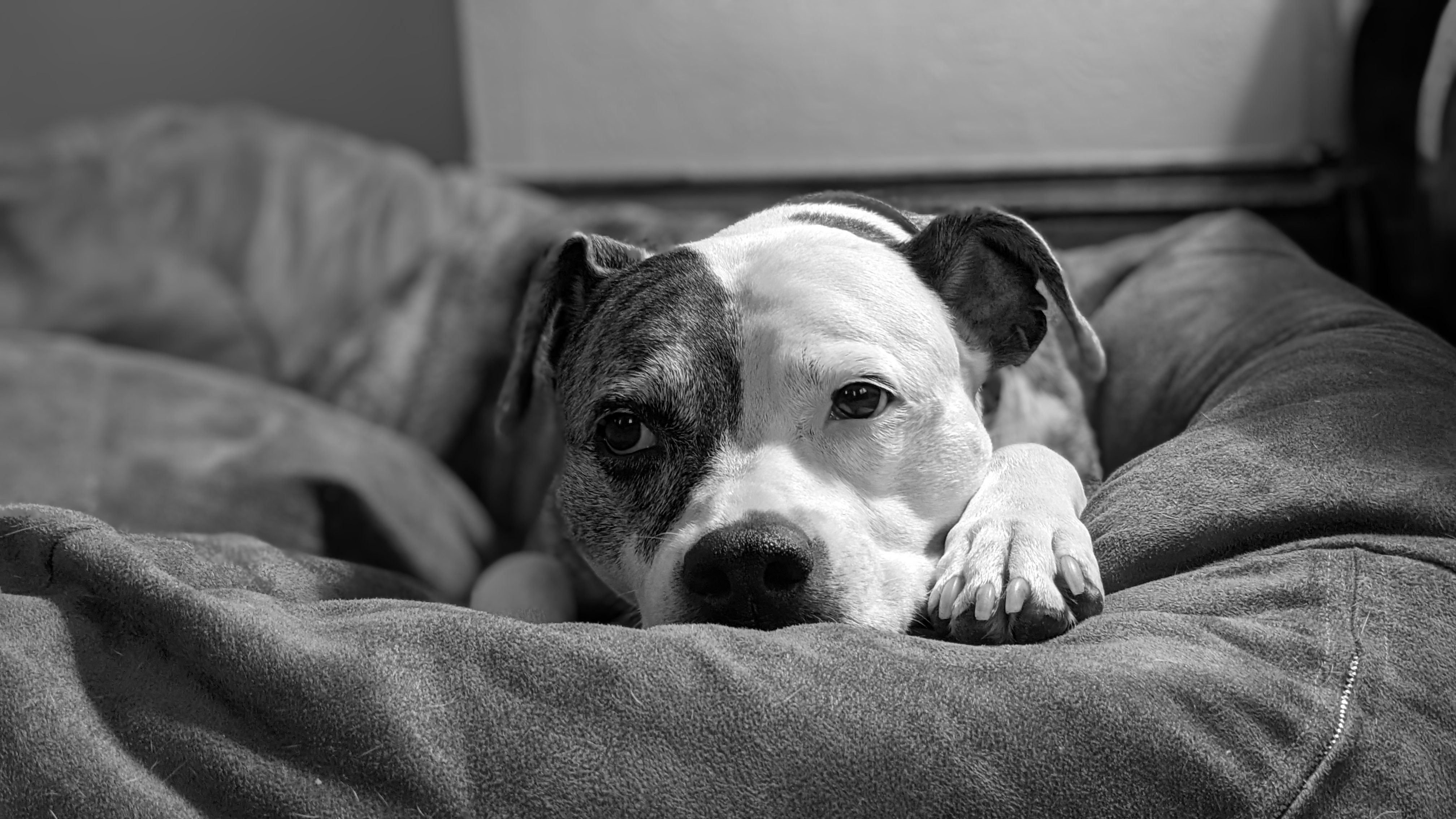 pet insurance veterinary costs — Photo by Josh on Pexels