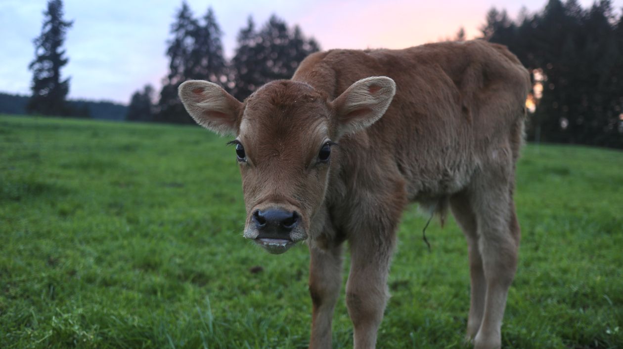 Adorable Calf Grazing in Peaceful Pasture · Free Stock Photo