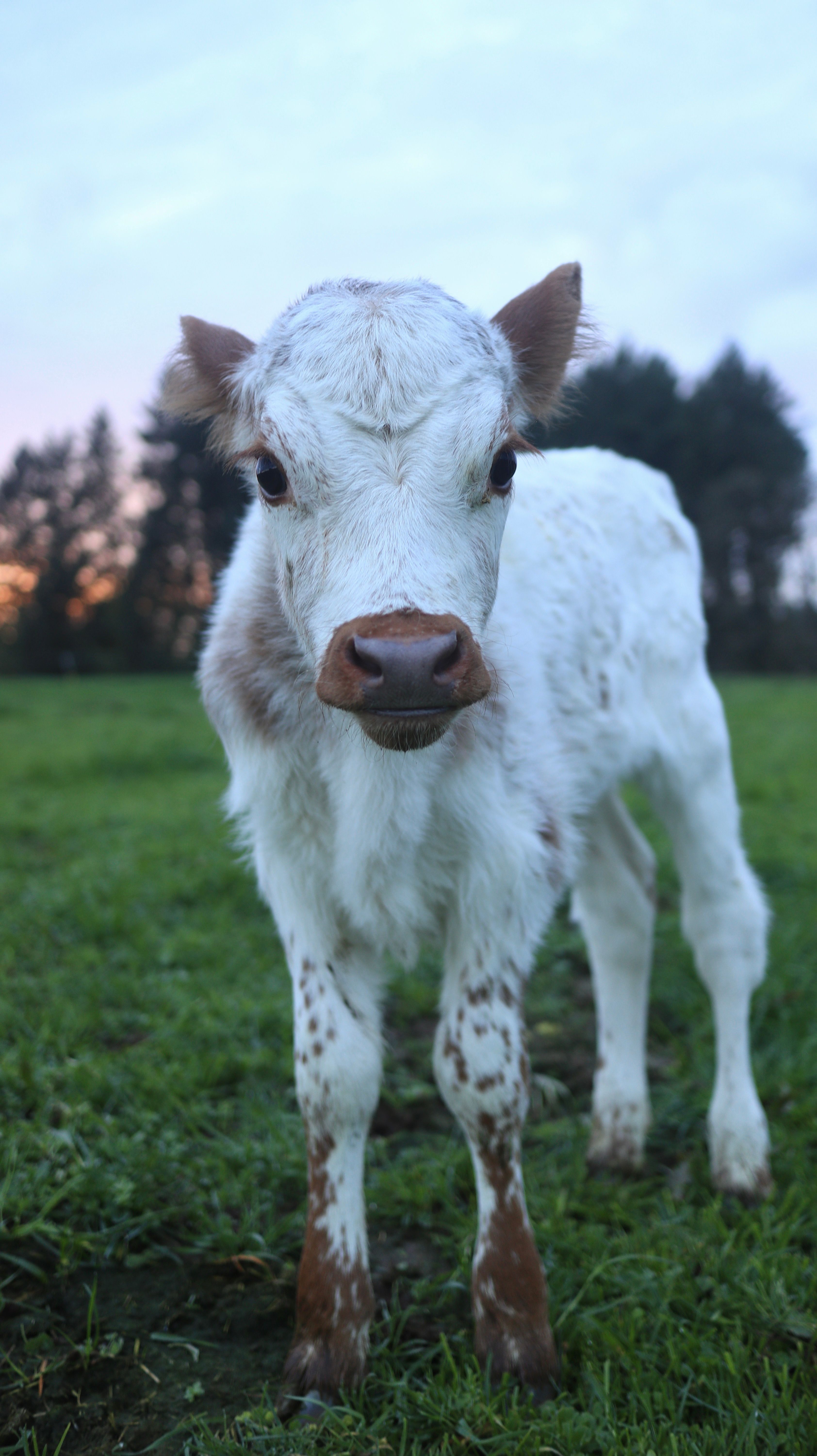 Adorable White Calf on Green Pasture at Sunset · Free Stock Photo