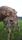 calf