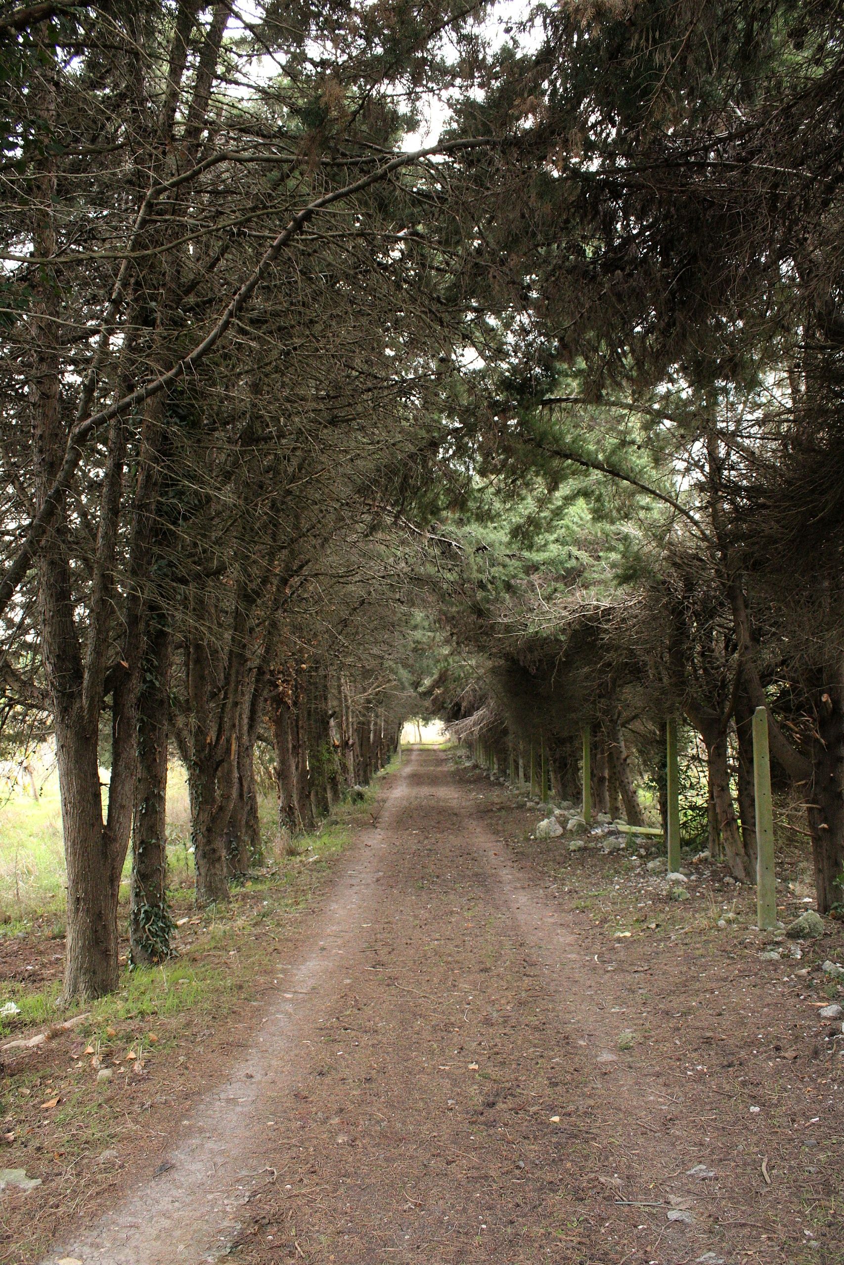 Fotomural Tranquilo sendero forestal bordeado de árboles altos que forman un dosel natural.