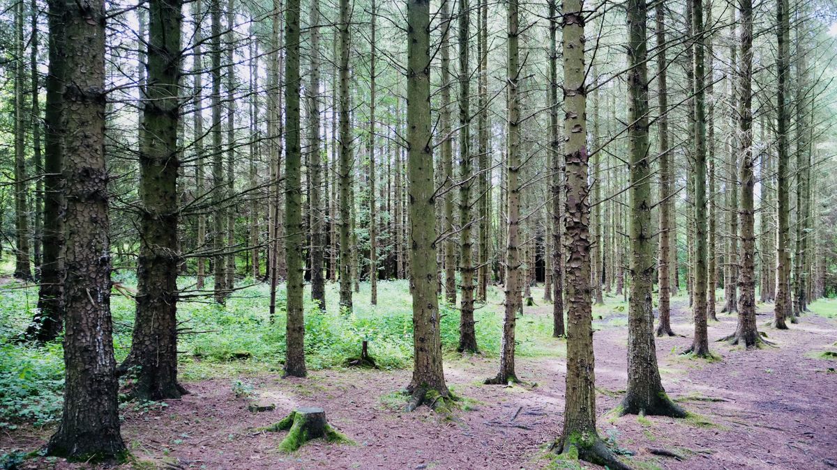 Binning Memorial Woodland — landscape view 1