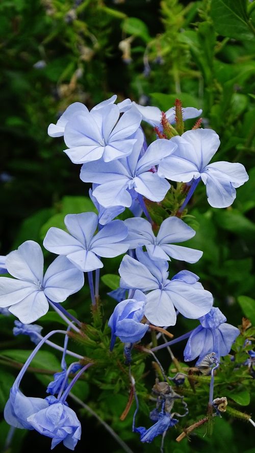 Free A vibrant close-up of blue plumbago flowers with lush green foliage. Stock Photo