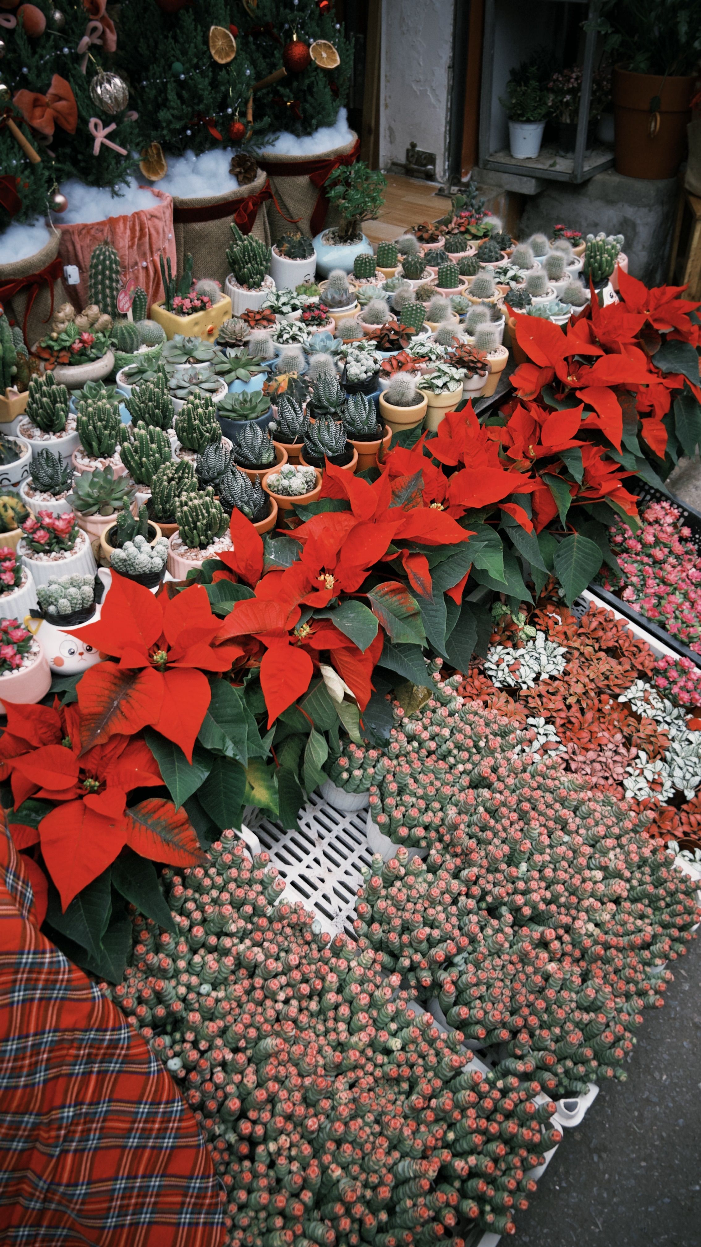 Fotomural Puesto festivo en el mercado de Navidad con poinsettias rojas y diversos cactus, creando un ambiente navideño.