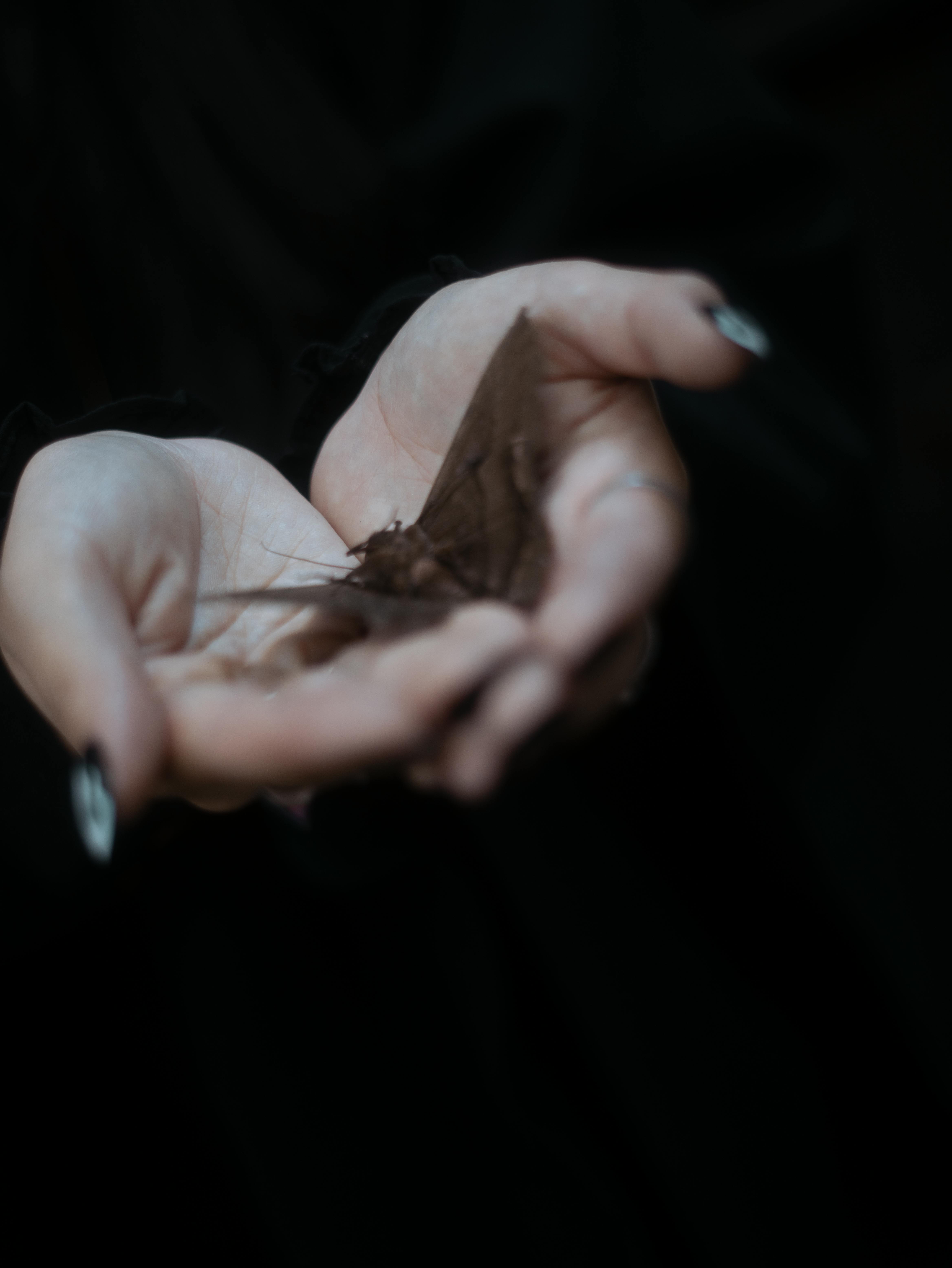 Gratis Un paio di mani cullano delicatamente una falena, creando un senso di mistero e tranquillità. Foto a disposizione