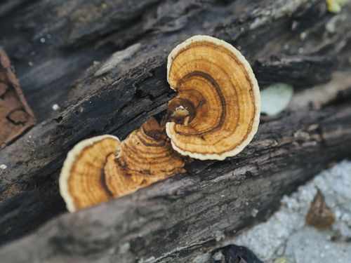 Free Close-up of Turkey Tail fungi (Trametes versicolor) with distinct rings growing on a forest log. Stock Photo