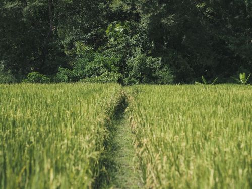 Free Serene green rice field with a lush pathway leading into a dense forest, symbolizing peace and nature. Stock Photo