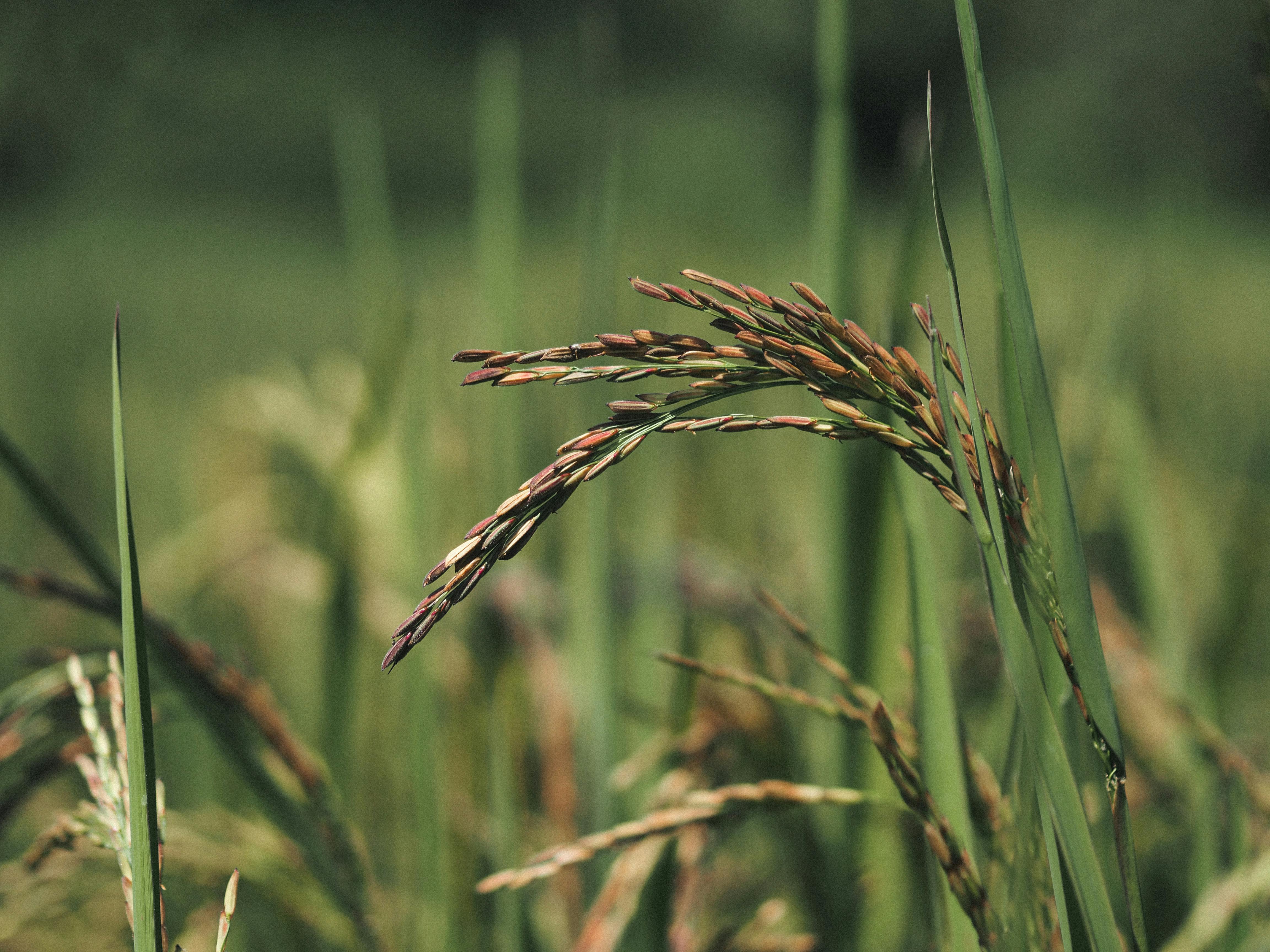 Caminho fotossintético C4 é ativado em arroz transgênico, abrindo caminho para maior produtividade