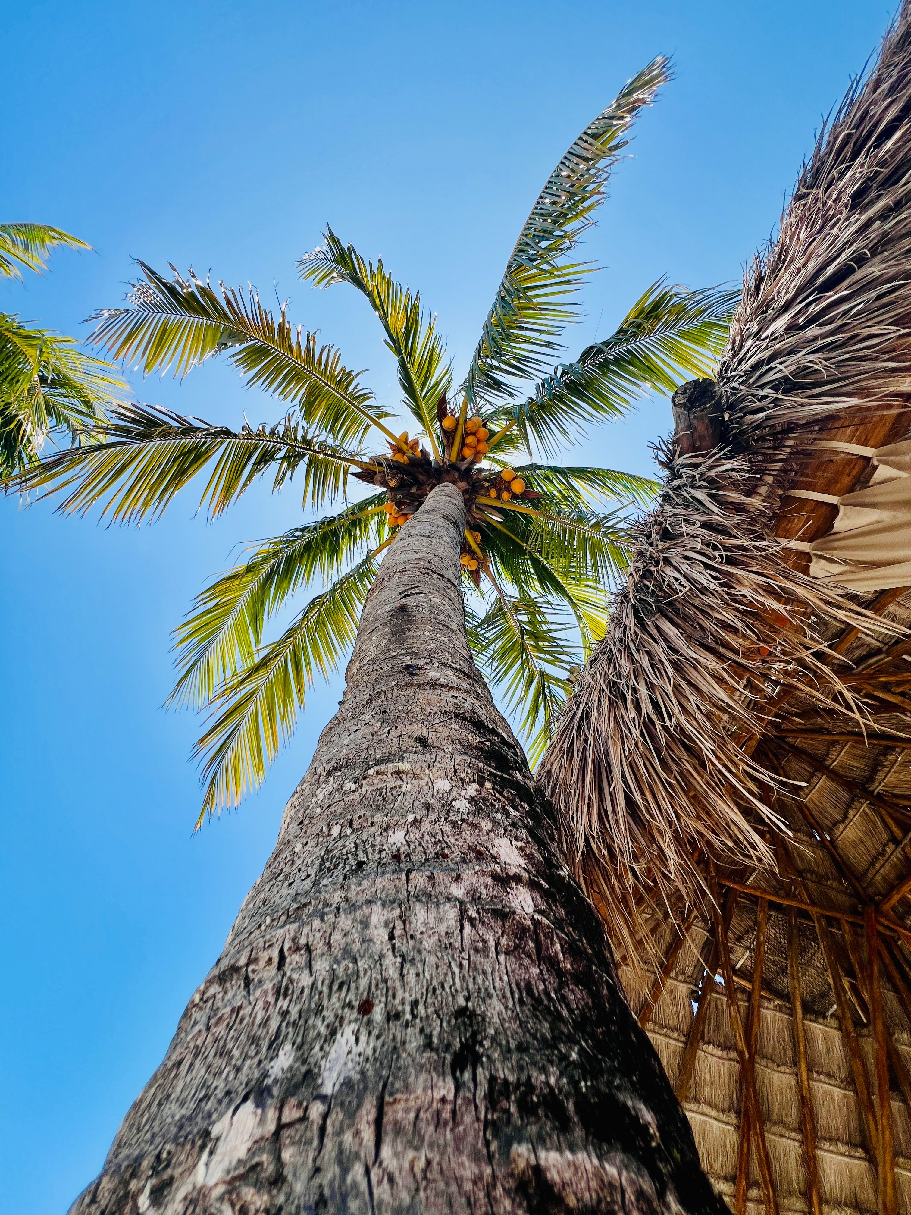 Tall Palm Tree Reaching Into Clear Blue Sky · Free Stock Photo