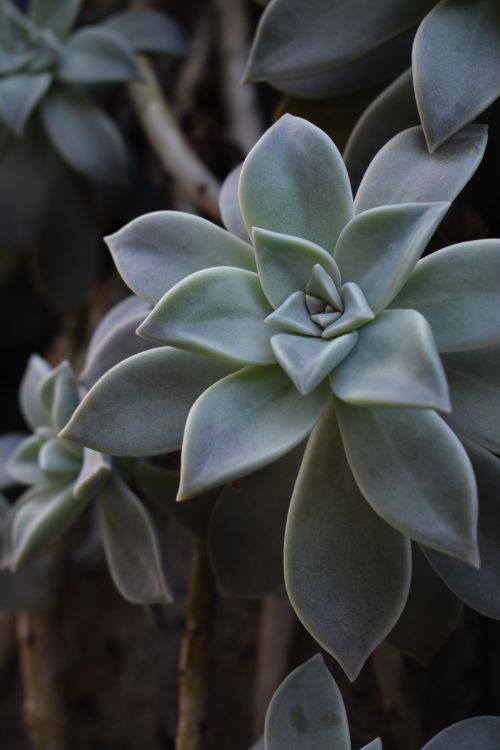 Free Detailed view of ghost plant succulent outdoors in Chiba, Japan. Stock Photo