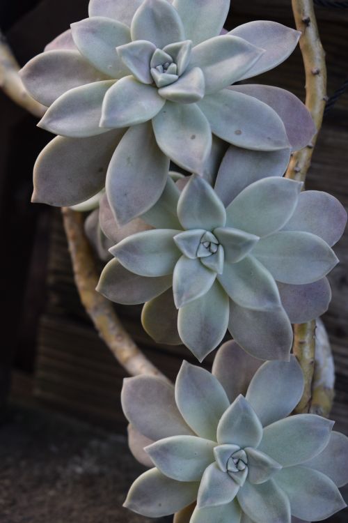 Free Detailed view of a rosette-shaped succulent plant in an outdoor setting. Stock Photo