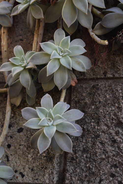 Free Beautiful ghost plant succulents growing on a textured stone wall in Chiba, Japan. Stock Photo