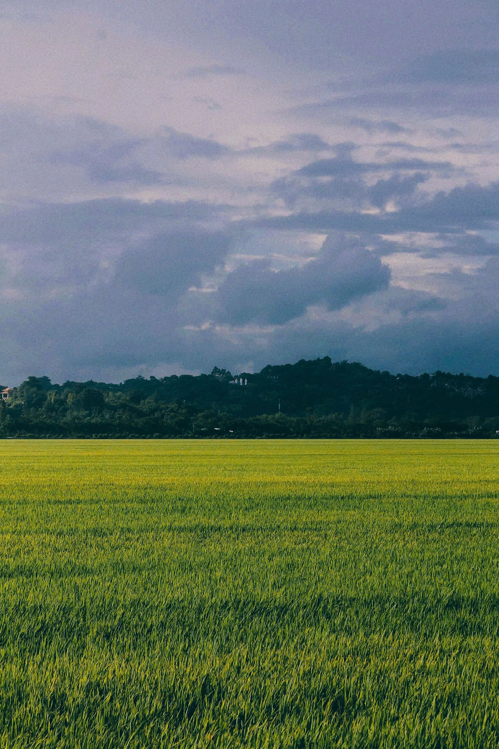 Vivid Green Rice Fields in Cần Thơ, Vietnam · Free Stock Photo