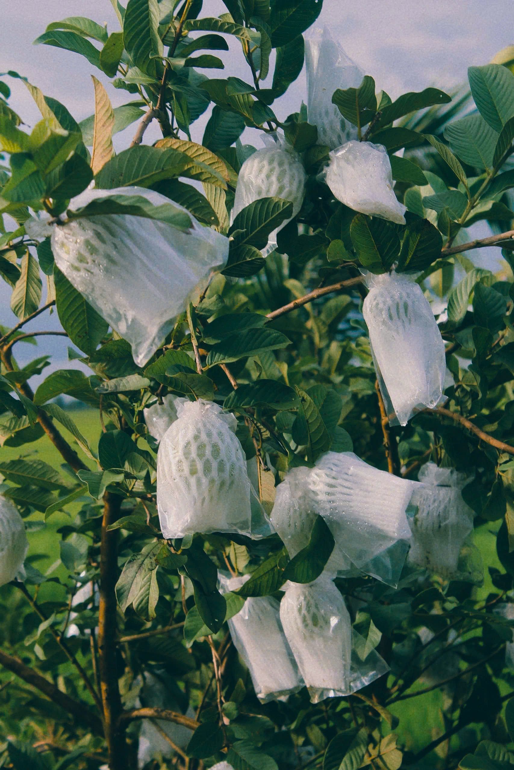 Protecting Young Fruit Tree Trunks Organically: Preventing Borers, Rodent Gnawing, and Sunscald with Wraps, Barriers, and Cultural Practices
