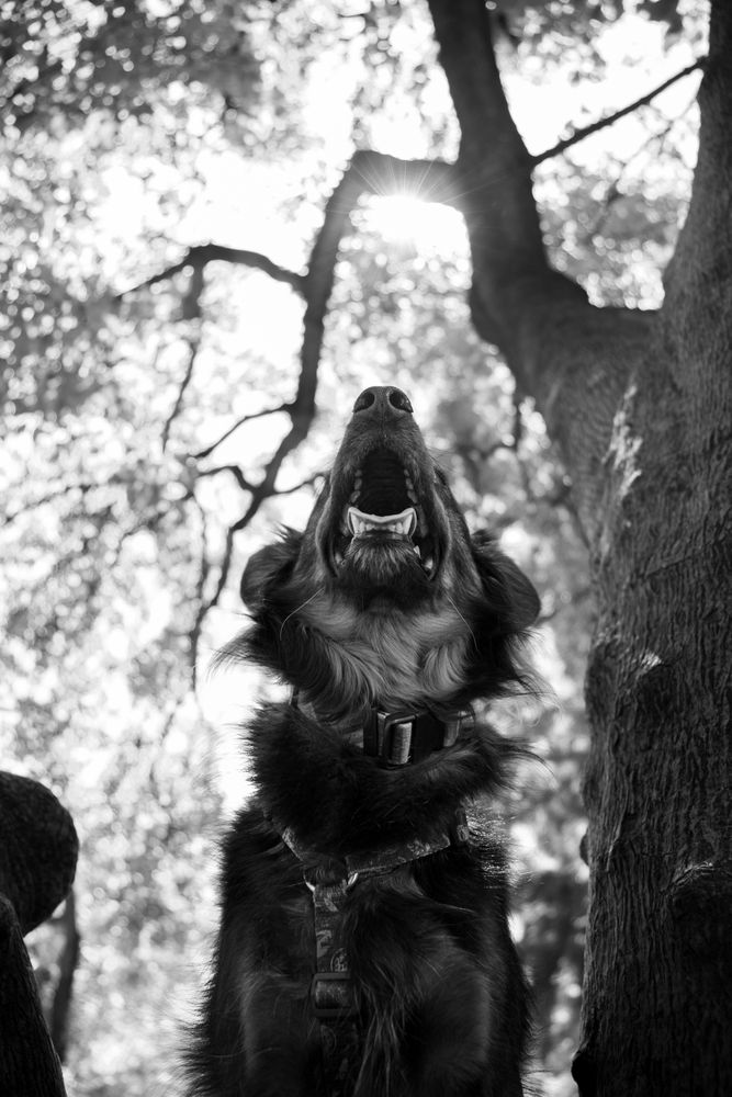 Dog In Tree Photos, Download The BEST Free Dog In Tree Stock Photos ...