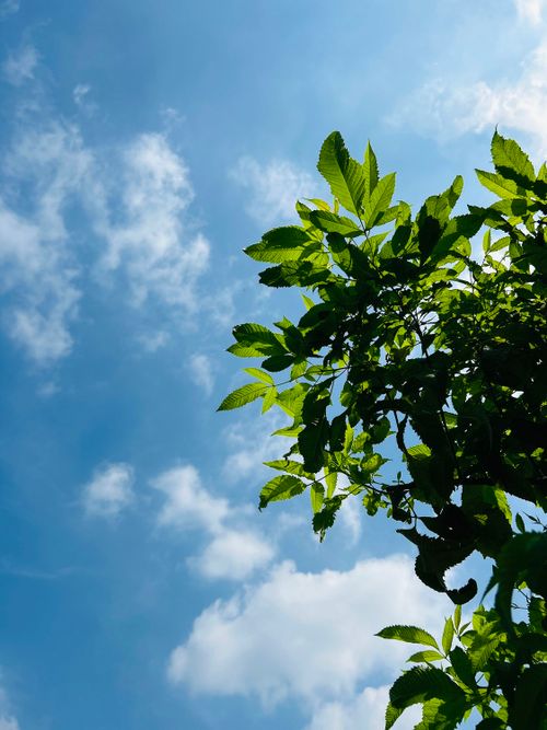 Green Leaves on Tree Under Blue Sky · Free Stock Photo
