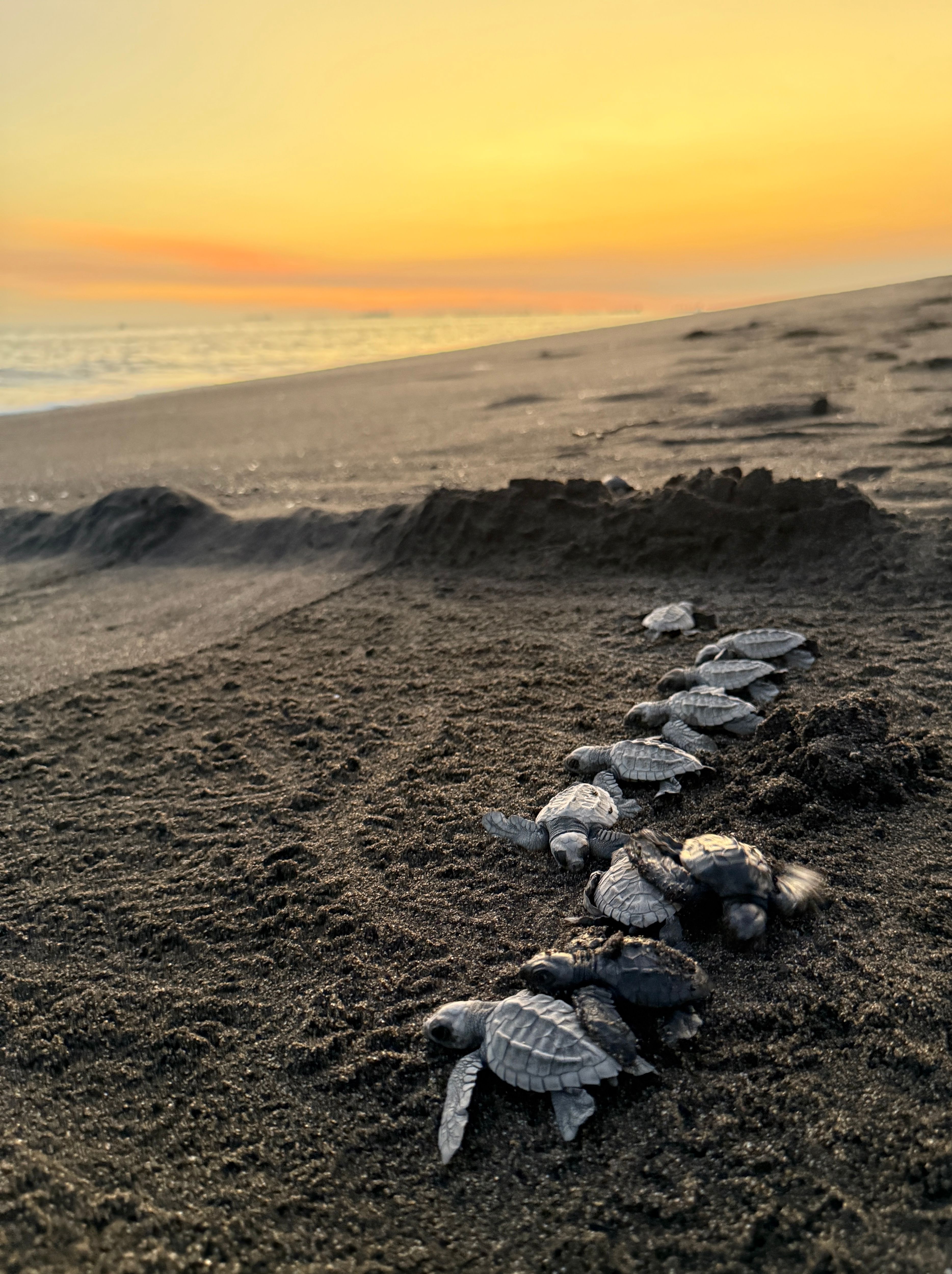 Ostional Turtle Nesting & Nosara — 3 Days from San José
