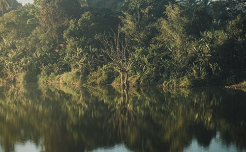 Free Serene view of trees reflecting in a tranquil lake in Kon Tum, Vietnam. Stock Photo