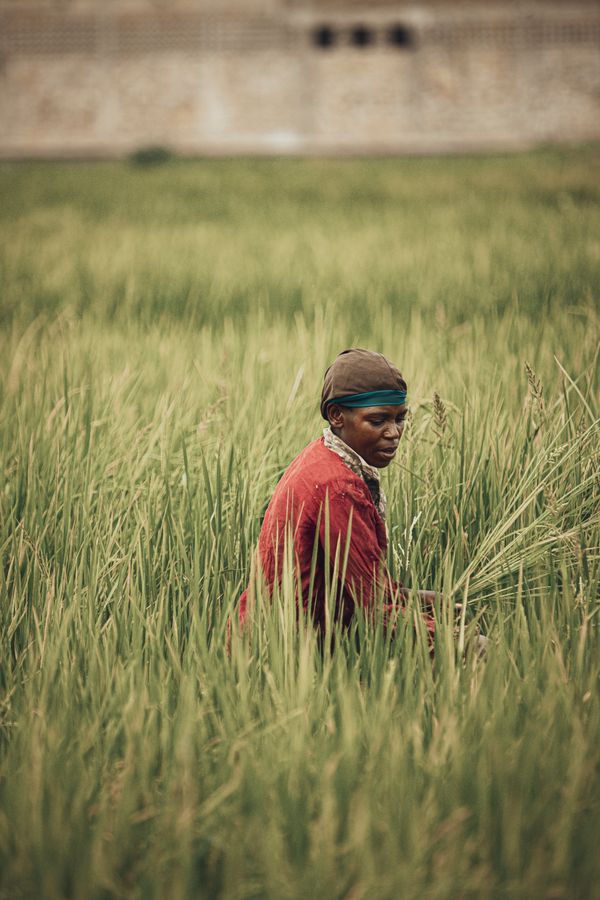 Record-Keeping Apps vs Notebooks: What Actually Works — Green Revolution Farmers