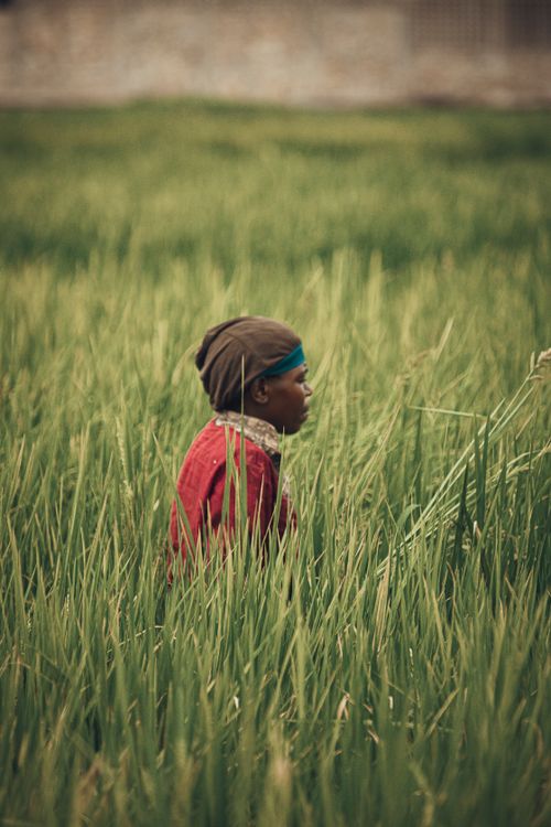 Free Young child in a red jacket standing in a green field, looking contemplative. Stock Photo
