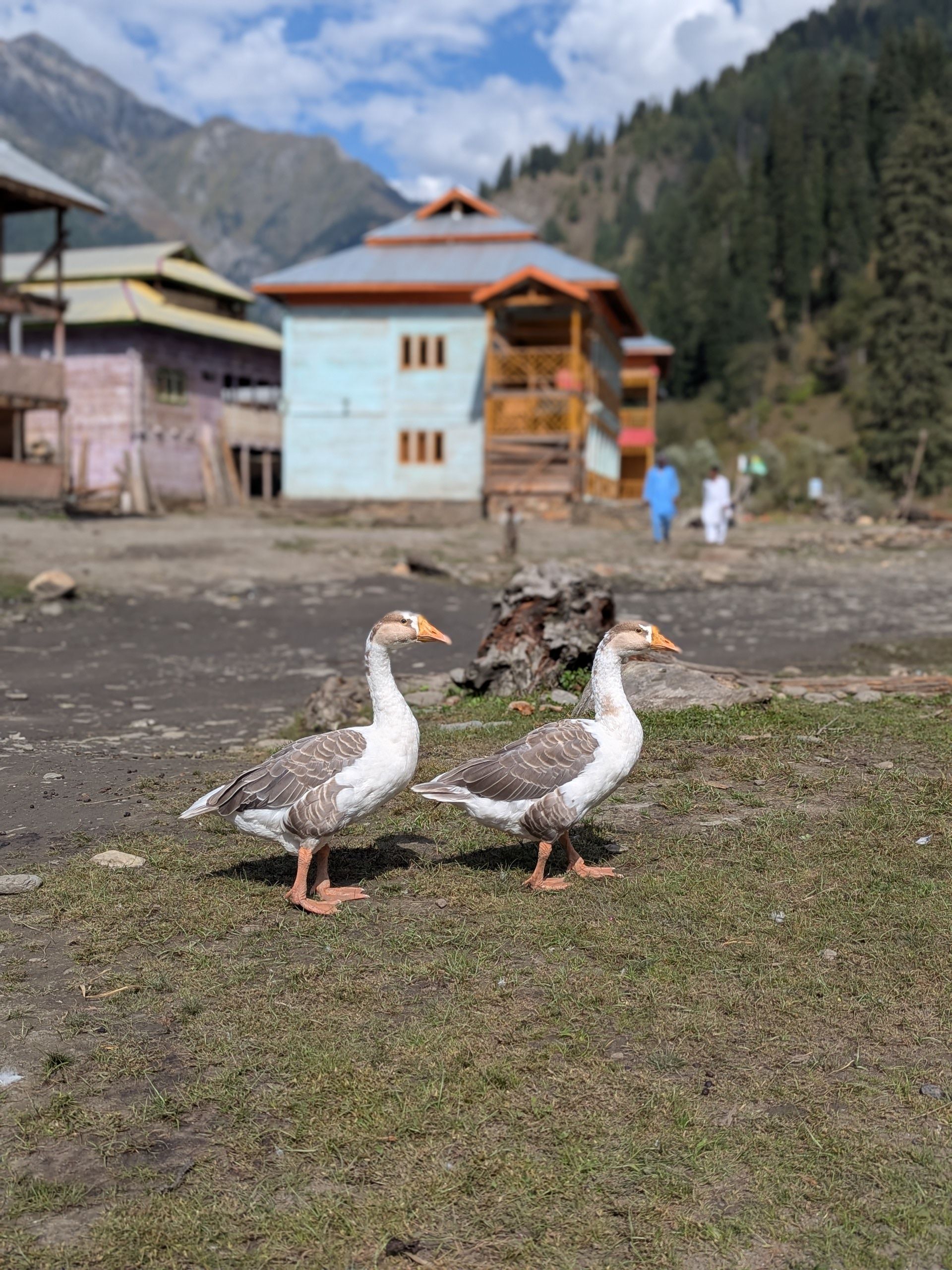 Geese Setting Pair of Domestic Geese in Mountain Village Setting · Free Stock Photo