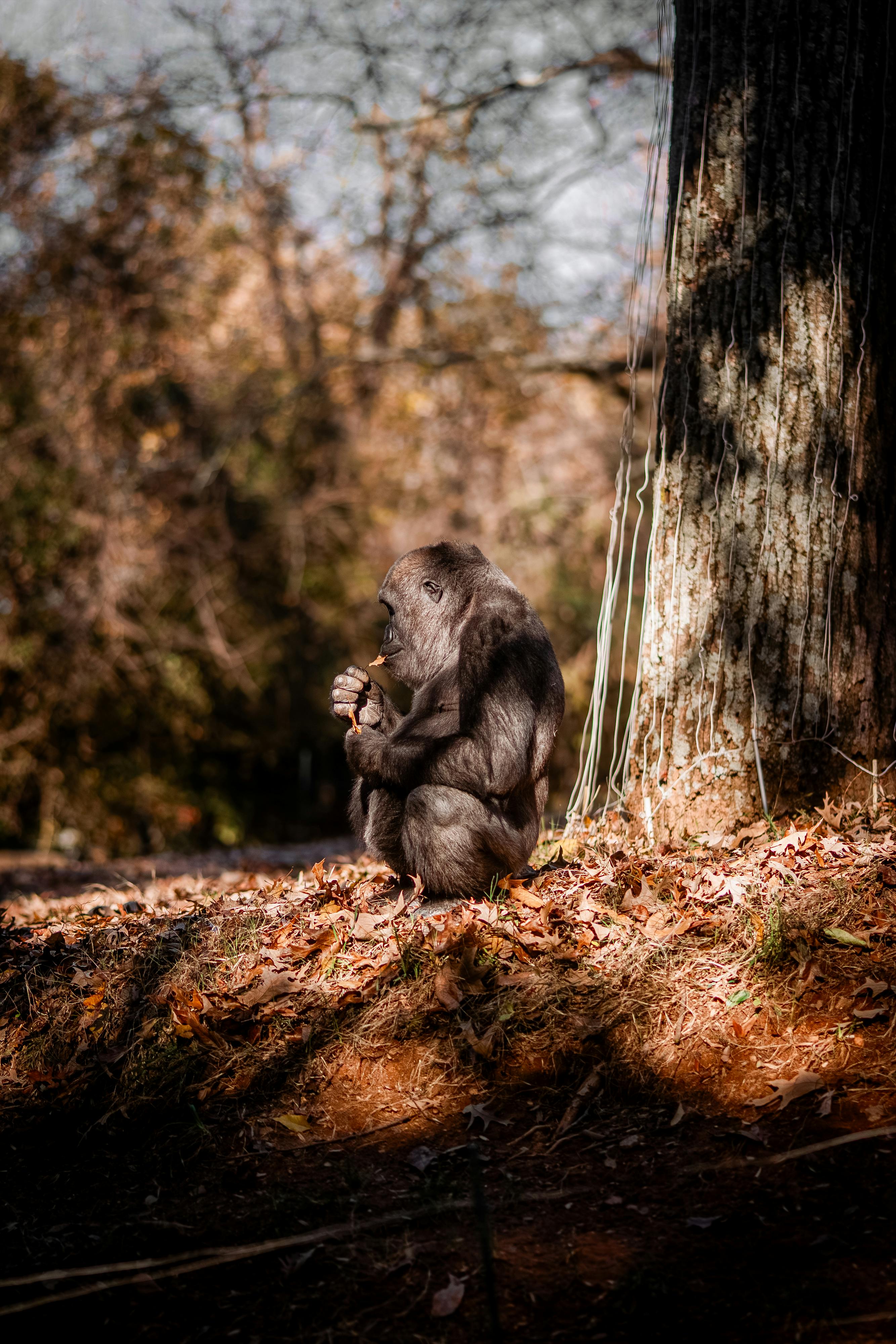 Download+Leaked+Albums Photos, Download The BEST Free Download+Leaked