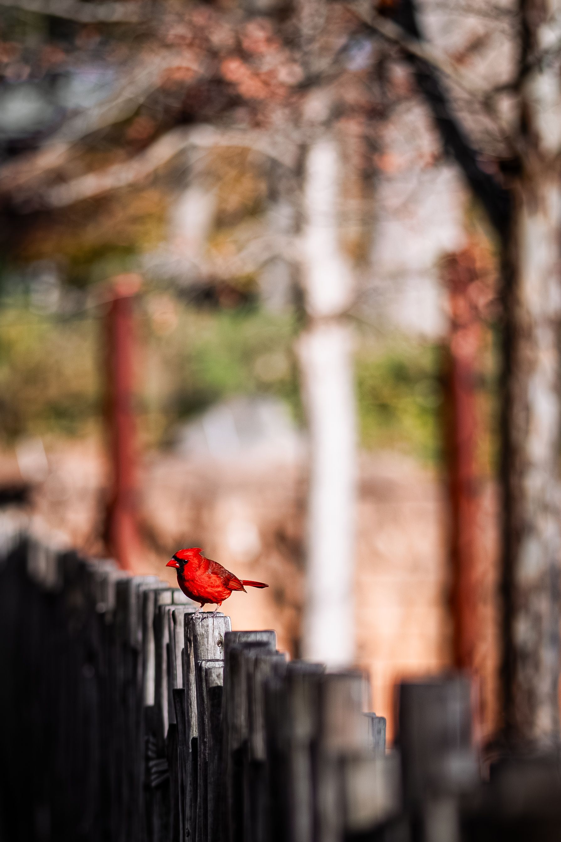Vibrant Cardinal on Fence in Spring Setting · Free Stock Photo