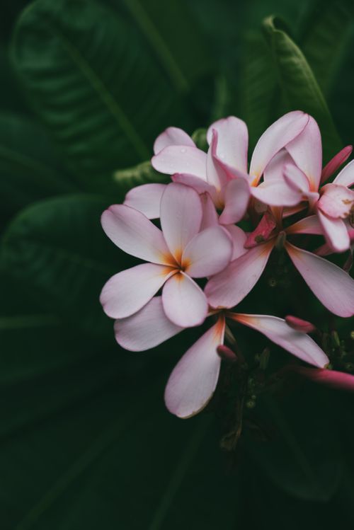 Free Delicate pink frangipani flowers with vibrant green leaves, showcasing tropical beauty. Stock Photo
