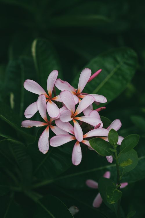 Free Beautiful close-up of pink plumeria flowers with green leaves, highlighting natural beauty and vivid colors. Stock Photo