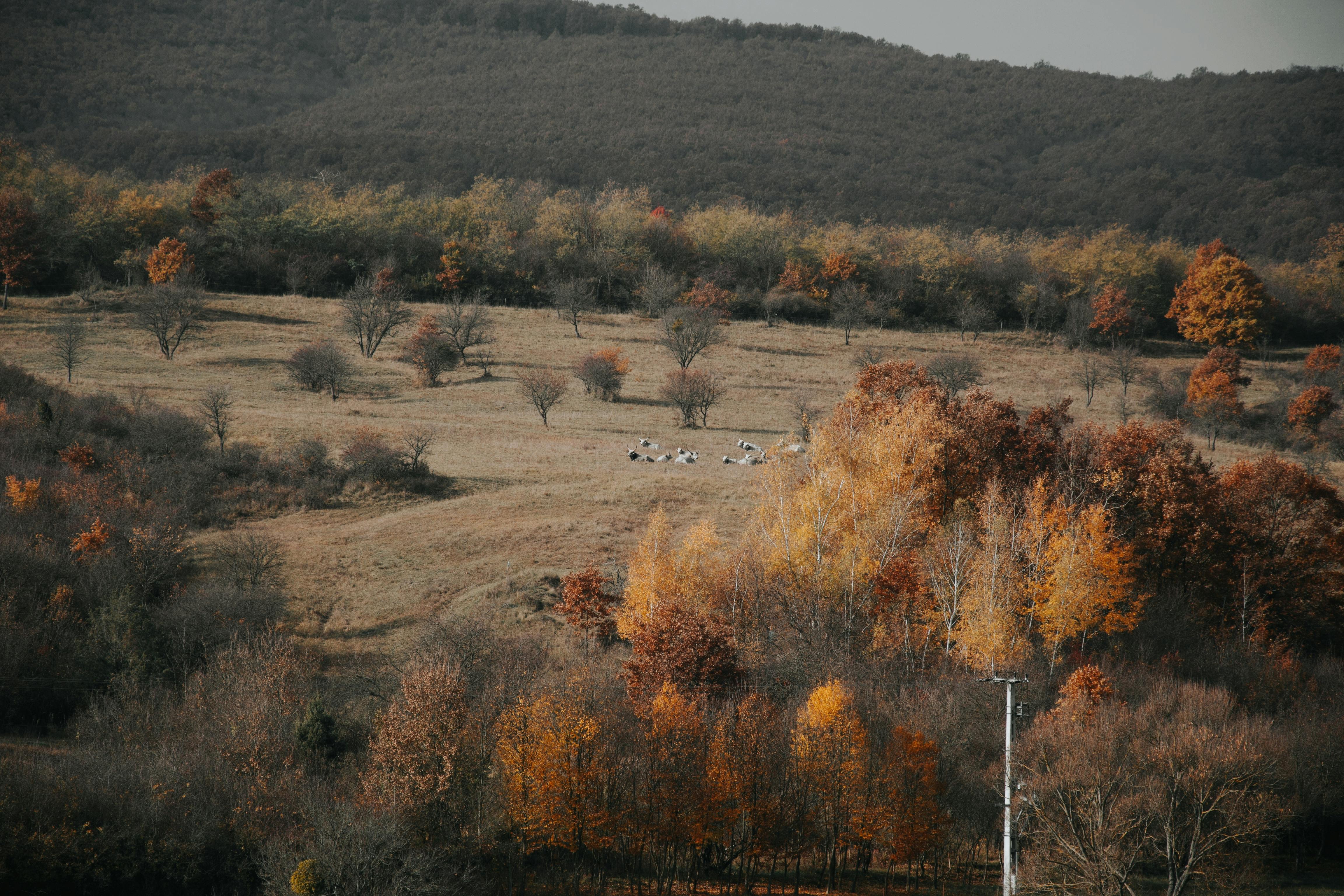 ฟรี ภาพทิวทัศน์ฤดูใบไม้ร่วงอันงดงามของชนบทฮังการี ที่เต็มไปด้วยใบไม้หลากสีสันและสัตว์ต่างๆ ที่อยู่ไกลออกไป คลังภาพถ่าย