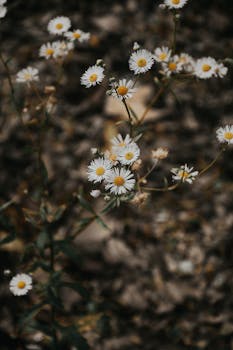 Aesthetic image of wild daisies with delicate white petals blooming in Hungary's natural setting.